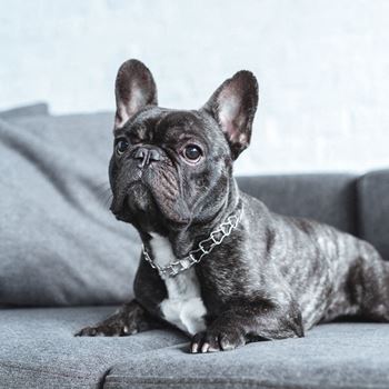 Pet friendly - (breed restrictions apply)